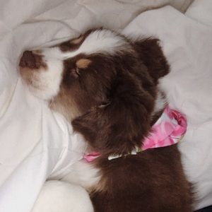 Meet your Posher, Shannon